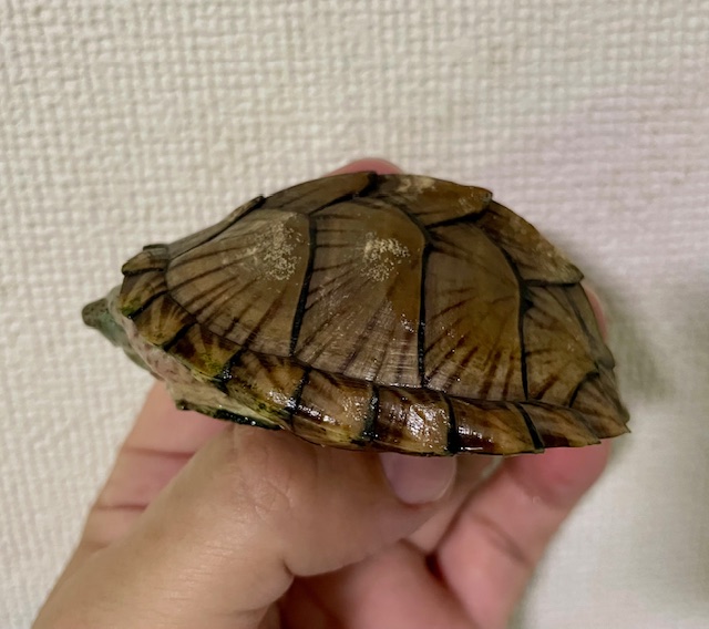 カブトニオイガメ（甲長７ｃｍ）メス