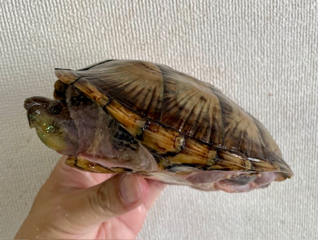 カブトニオイガメ（甲長１５．５ｃｍ）オス