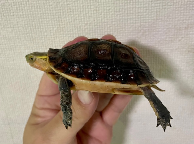 チュウゴクセマルハコガメ（甲長７．５ｃｍ）