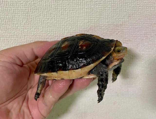 チュウゴクセマルハコガメ（甲長９．５ｃｍ）