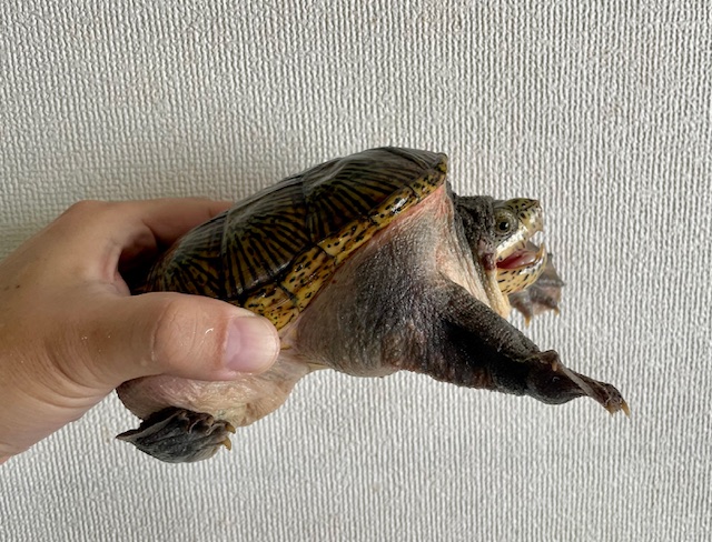ハラガケガメ（甲長１３．５ｃｍ）オス