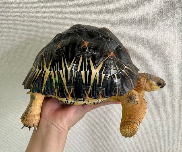 ホウシャガメ（甲長２３ｃｍ）オス