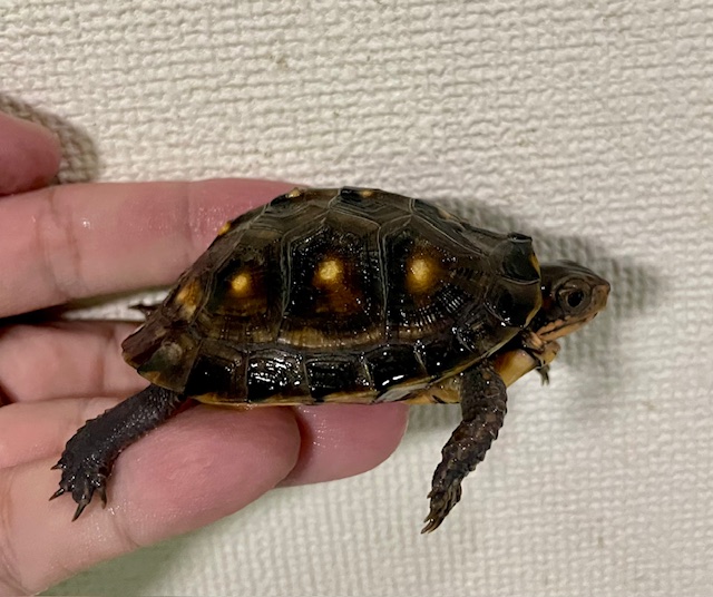 ブラックガルフコーストハコガメ（甲長６．５ｃｍ）