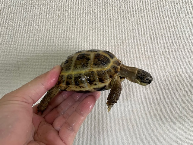 ロシアリクガメ（甲長１０ｃｍ）
