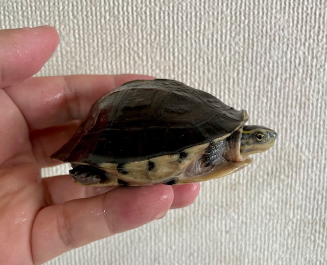 シャムハコガメ（８ｃｍ）