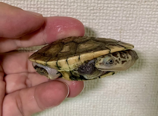 パーケリーナガクビガメ（甲長６ｃｍ）