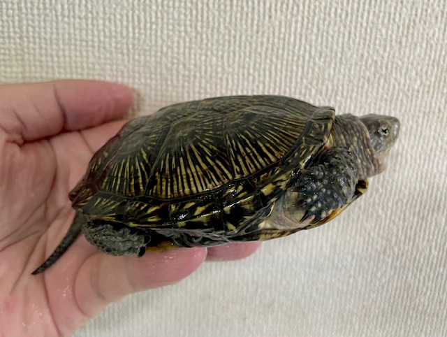 ヨーロッパヌマガメ（甲長１０ｃｍ）メス