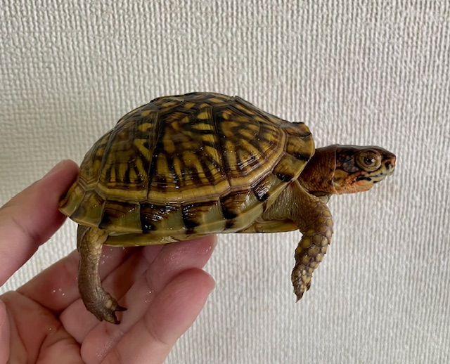 ミツユビハコガメ（甲長１０ｃｍ）メス