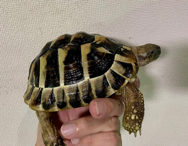 ヒガシヘルマンリクガメ（甲長１３ｃｍ）オス