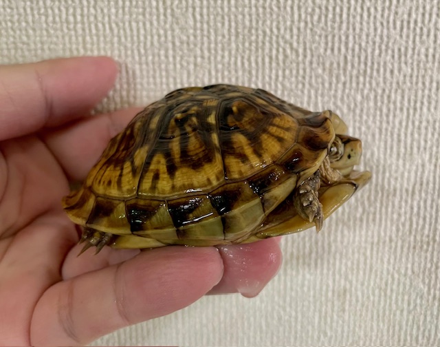 ミツユビハコガメ（甲長８cm）メス