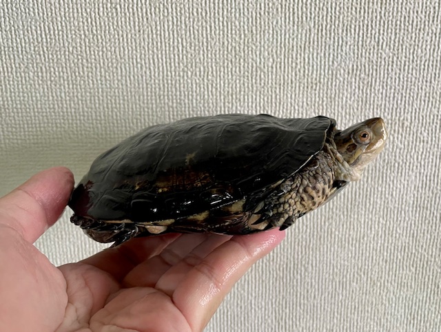 ブチイシガメ（甲長１４．５ｃｍ）オス①