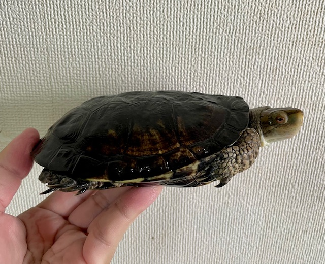 ブチイシガメ（甲長１４．５ｃｍ）オス②