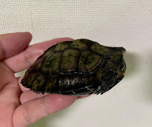 カントンクサガメ（甲長８．５ｃｍ）