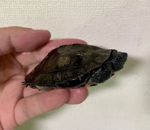 カントンクサガメ（甲長７ｃｍ）