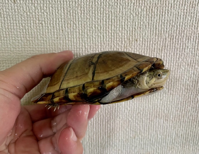 サラドロガメ（甲長１１ｃｍ）メス
