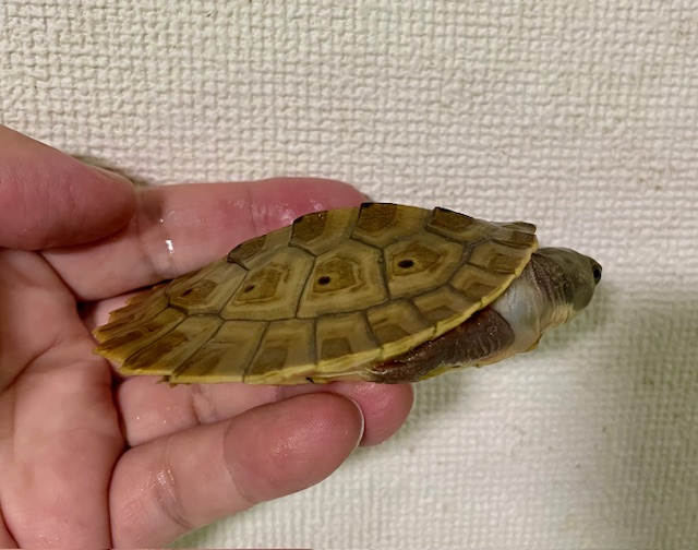 ブランデルカブトガメ（甲長８．５cm）