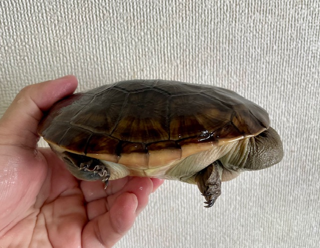 ジーベンロックナガクビガメ（甲長１３ｃｍ）メス