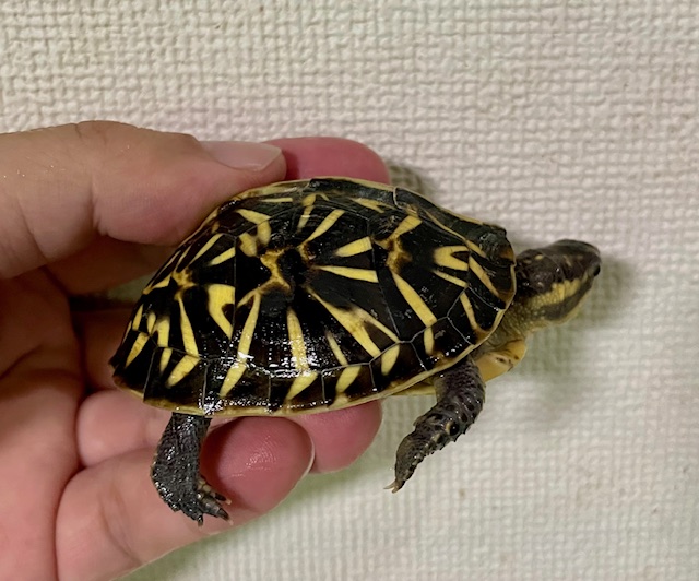 フロリダハコガメ（６．５ｃｍ）多甲