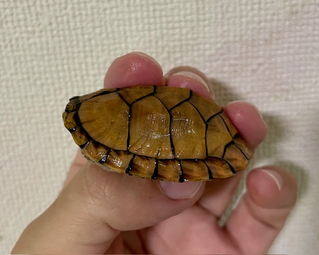 スジクビヒメニオイガメ（甲長５ｃｍ）メス
