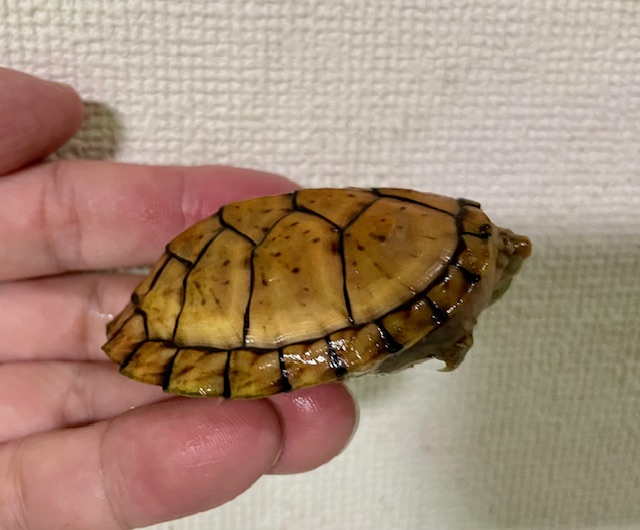 スジクビヒメニオイガメ（甲長６ｃｍ）メス