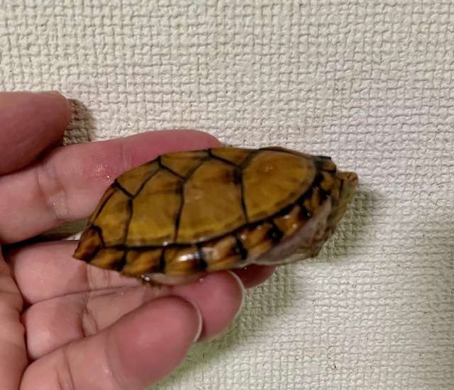 スジクビヒメニオイガメ（甲長６ｃｍ）オス