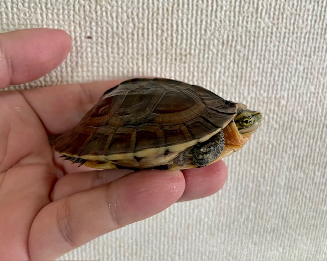 アンボイナハコガメ（甲長７．５ｃｍ）