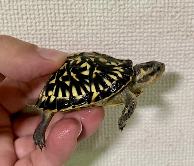 フロリダハコガメ（甲長５．５ｃｍ）多甲