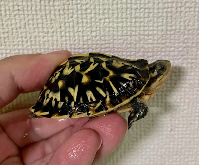 フロリダハコガメ（甲長６ｃｍ）