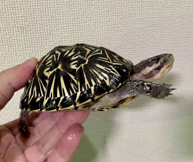 フロリダハコガメ（甲長１０ｃｍ）メス