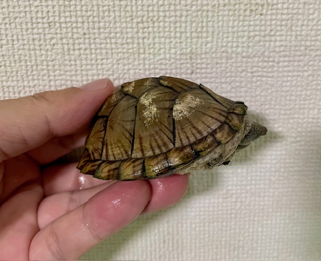 カブトニオイガメ（甲長７ｃｍ）メス