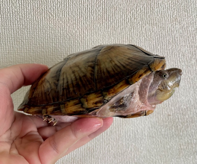 カブトニオイガメ（甲長１５．５ｃｍ）オス