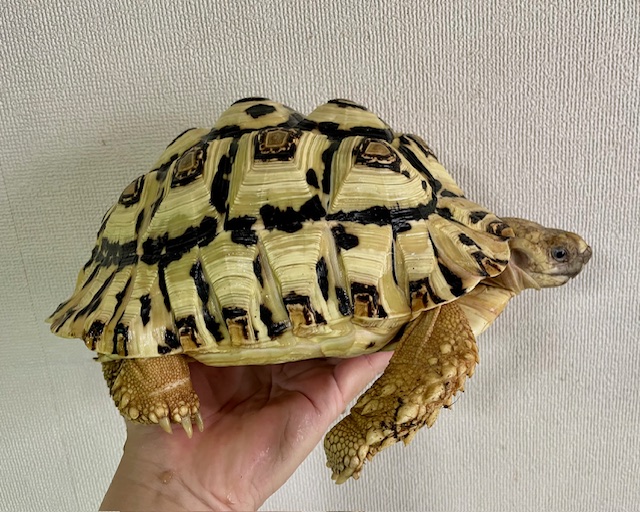 ホワイトヒョウモンガメ（甲長２３ｃｍ）オス
