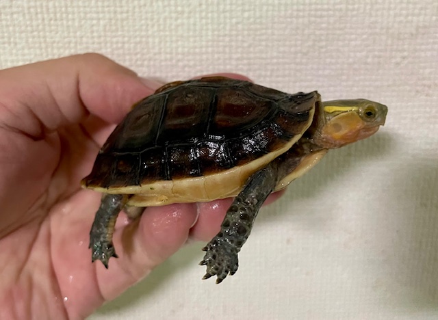 チュウゴクセマルハコガメ（甲長７．５ｃｍ）
