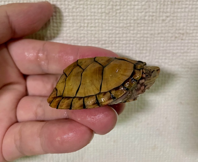 スジクビヒメニオイガメ（甲長５ｃｍ）メス
