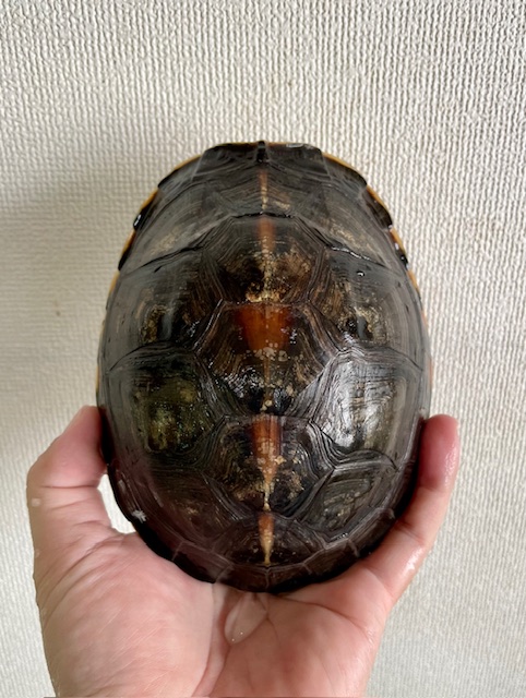 ビルマハコガメ（甲長１５cm）オス