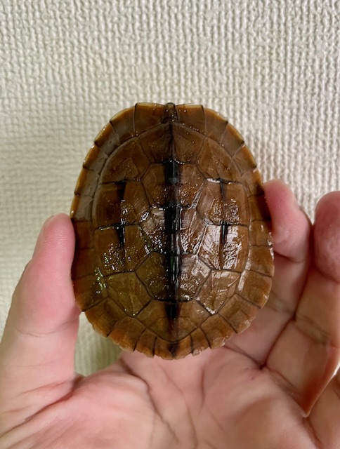 ミスジハコガメ（甲長７ｃｍ）