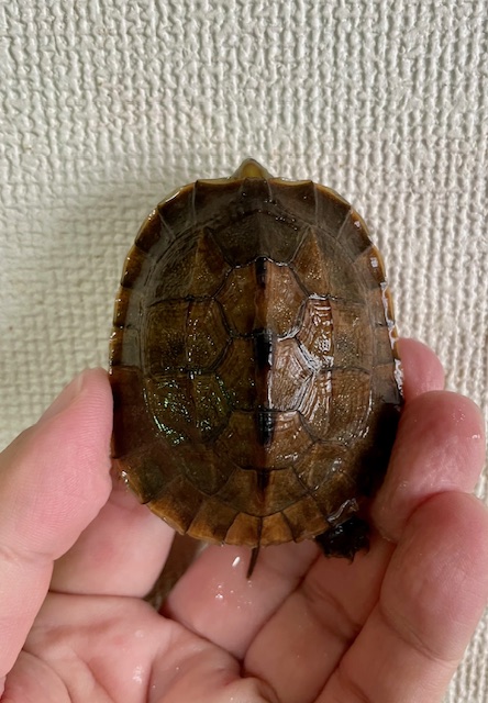 ミスジハコガメ（甲長６ｃｍ）