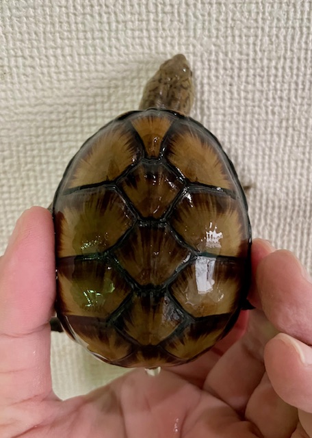 ペンシルバニアドロガメ　ペア