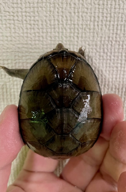ペンシルバニアドロガメ　ペア