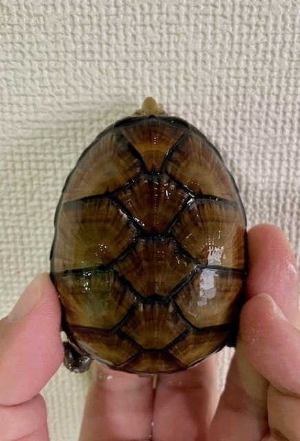 ペンシルバニアドロガメ　ペア