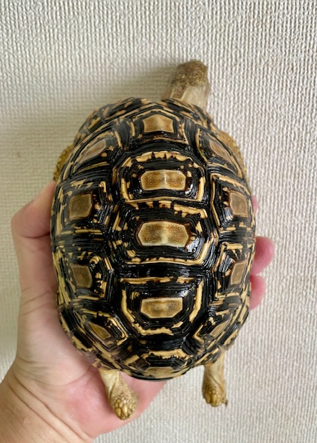 ヒョウモンガメ（甲長１４．５ｃｍ）