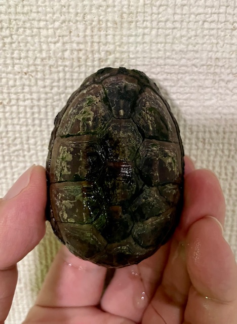 ミスジドロガメ（甲長４ｃｍ）メス