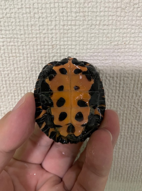 カントンクサガメ（甲長５ｃｍ）