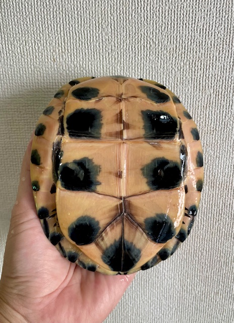 ビルマハコガメ（甲長１５cm）オス