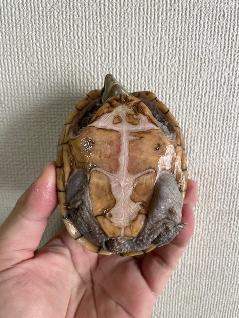 ミシシッピニオイガメ　W.C.（甲長１０ｃｍ）メス