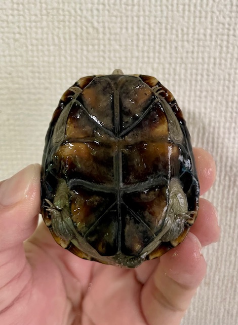 ペンシルバニアドロガメ　ペア