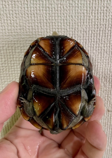 ペンシルバニアドロガメ　ペア