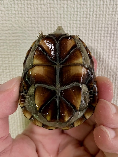 ペンシルバニアドロガメ　ペア