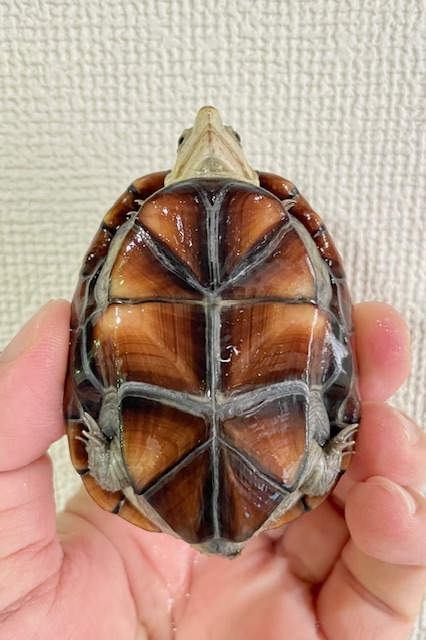 ペンシルバニアドロガメ　ペア