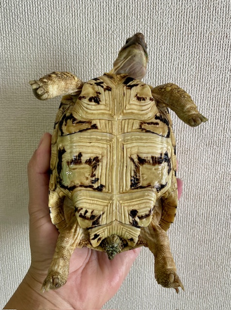 ヒョウモンガメ（甲長１４．５ｃｍ）
